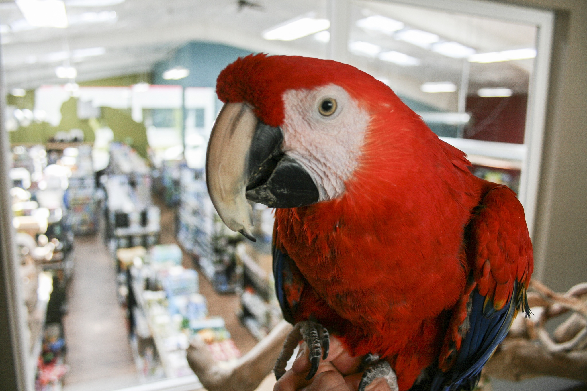 Tiki the macaw has been a staple at Dennys Pet World for decades