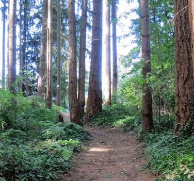 A trail winds through the trees at Big Finn Hill Park.