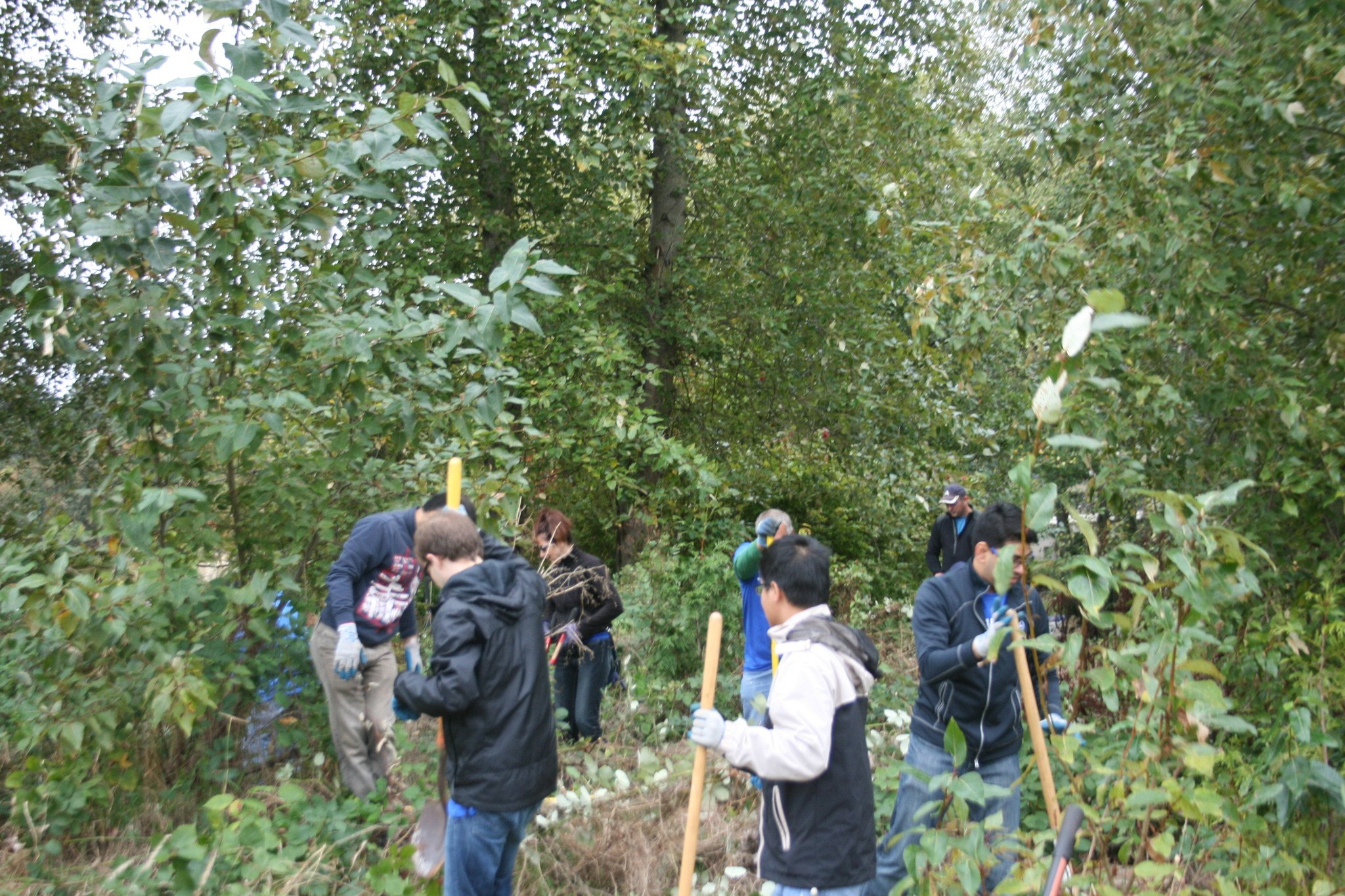 Microsoft employees volunteer to remove invasive plants at Juanita Beach Park as part of the United Way of King County's Day of Caring. CATHERINE KRUMMEY / Kirkland Reporter