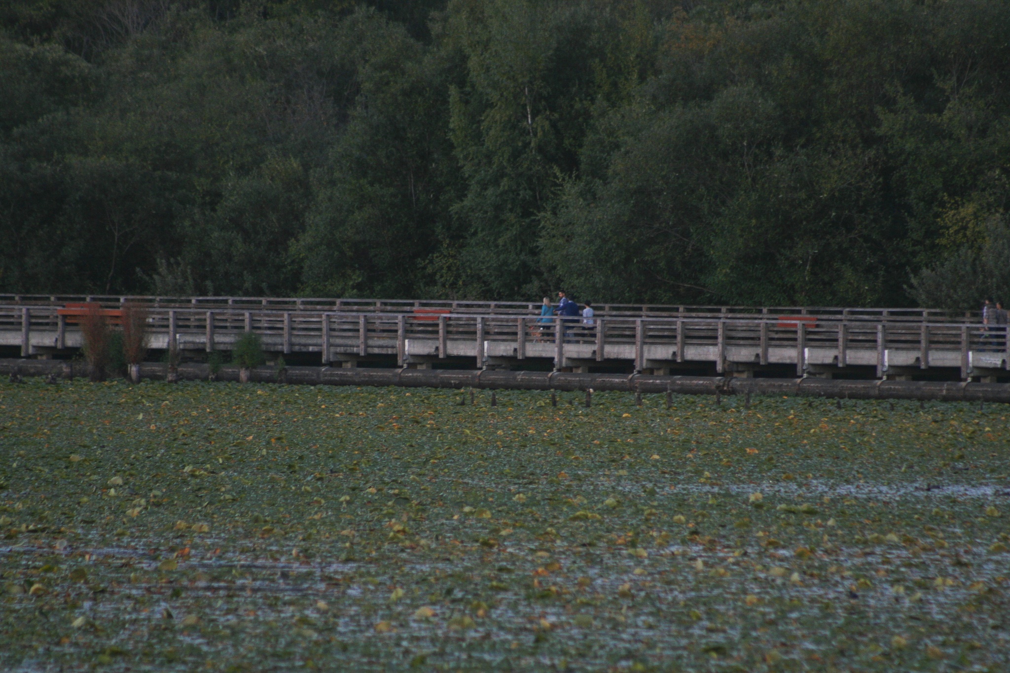 Walkers cross the edge of Juanita Bay on the old bridge near Juanita Bay Park. A regular volunteer event