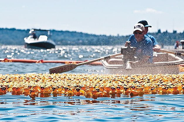 Rotary Club of Kirkland will put bright yellow ducks into Lake Washington on Sunday