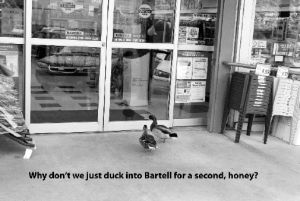 Reader Don McGehe submitted this photo of two ducks hanging around outside the door at the Bartell Drugs in Houghton. McGehe found out that Marilyn Love