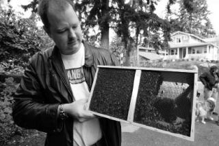 Kirkland resident and bee hobbyist Jason Nelson holds up a box containing more than 10