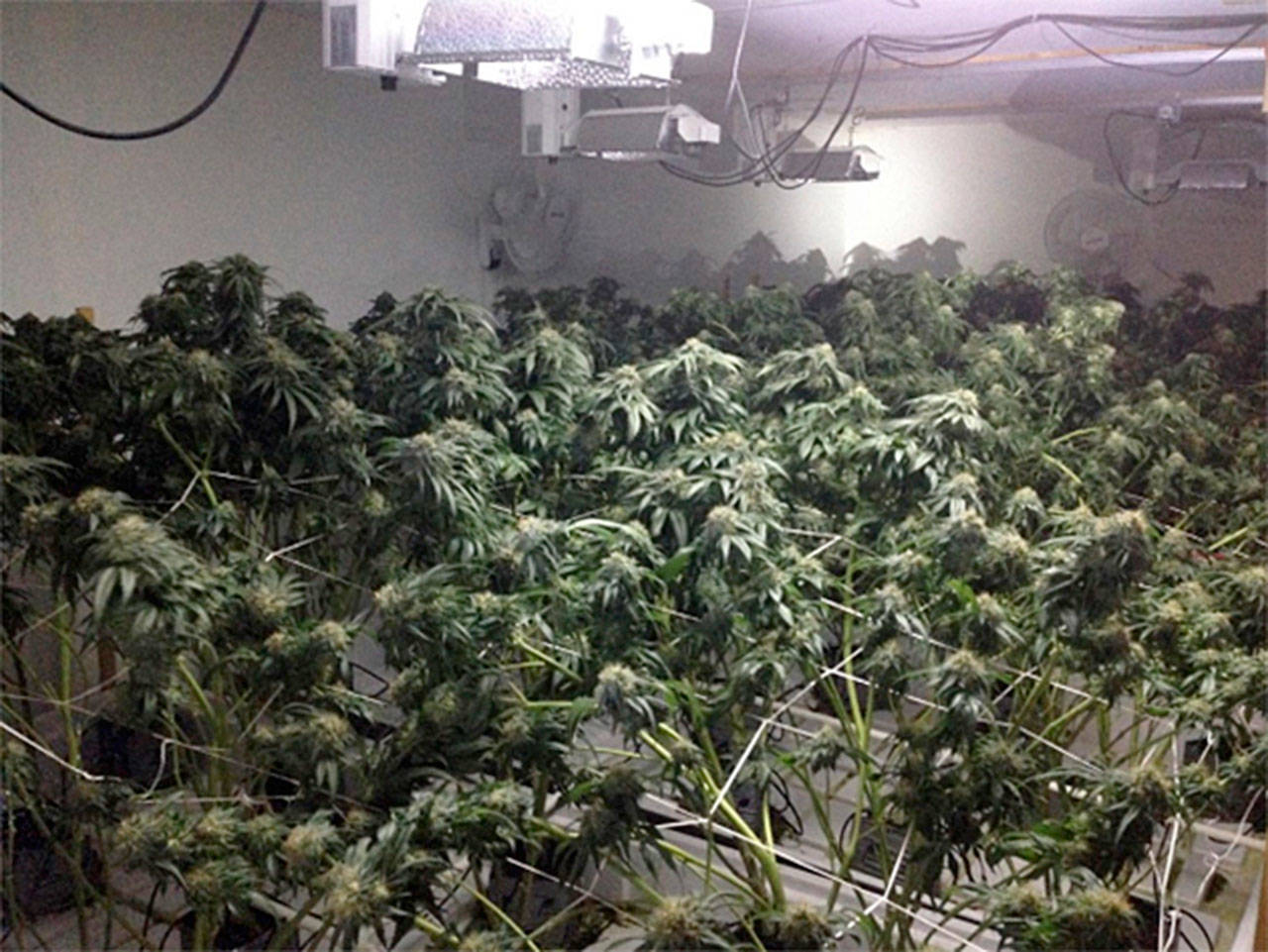 The scene inside of a house in the 14200 block of SE 38th St. Bellevue police found 775 marijuana plants. Photo courtesy of the Bellevue Police Department