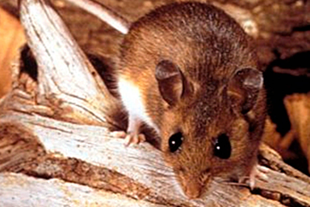 King County warns Eastside may be ‘mini hot spot’ for hantavirus