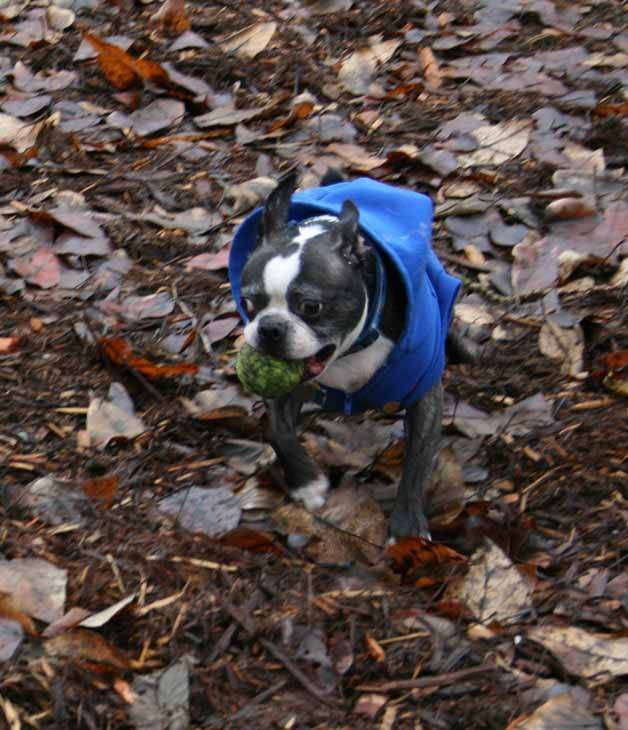 Oscar can play off-leash at Jasper’s Dog Park in the Totem Lake neighborhood of Kirkland. Reporter file photo