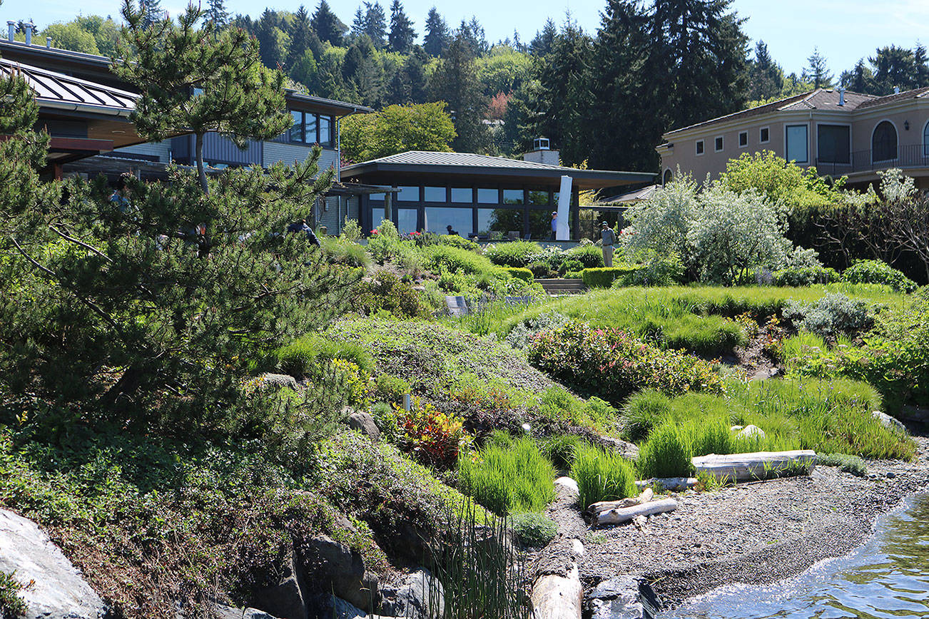 The Bendich residence on the Lake Washington shore in Kirkland has had modifications to the backyard and shoreline to make the property more environmentally sustainable. CATHERINE KRUMMEY / Kirkland Reporter