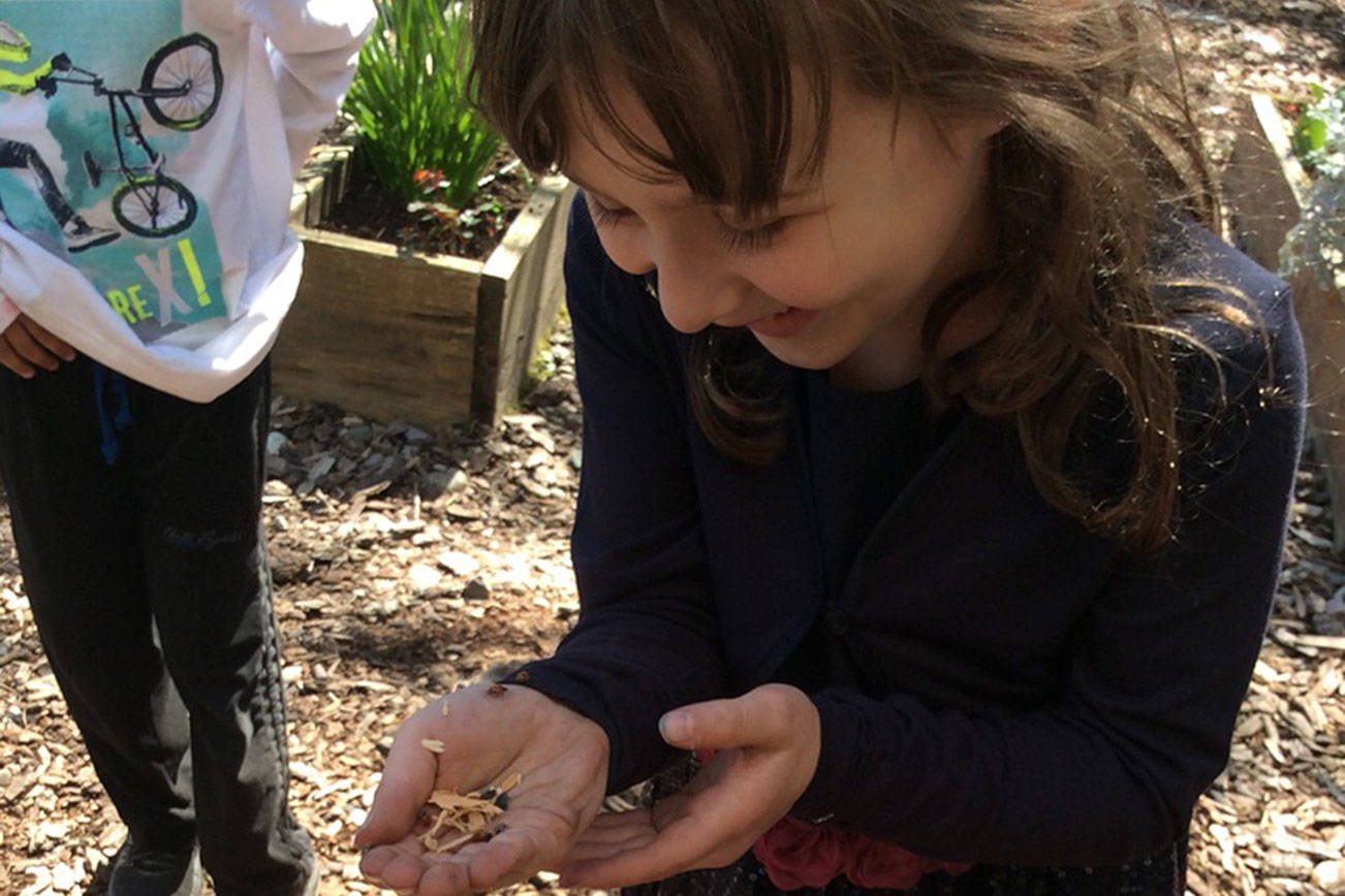 An Evergreen Academy student helps release ladybugs in Kirkland. Contributed photo