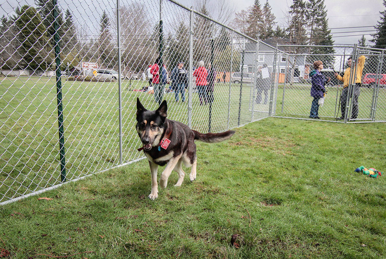 &lt;strong&gt;&lt;/strong&gt;One of the Safe Parking guests’ dog explores the new 20- by 100-foot area built by Fences For Fido’s Olympia volunteer crew. &lt;em&gt;Brian Grubb, Fences For Fido&lt;/em&gt;