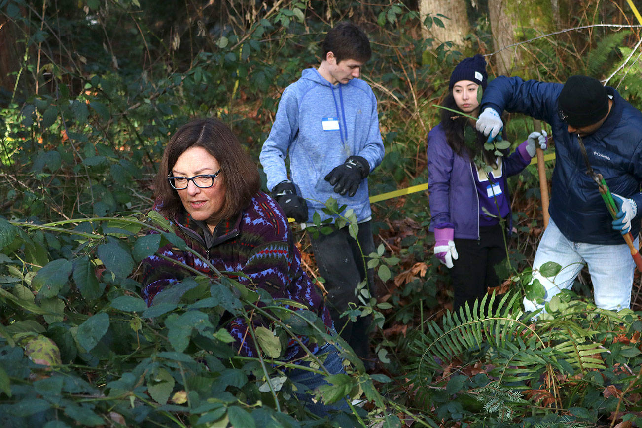 Congresswoman Susan DelBene works to remove invasive blackberry bushes as UW students Alec Roseta and Elise Chiba direct a local volunteer. Kailan Manandic, Kirkland Reporter