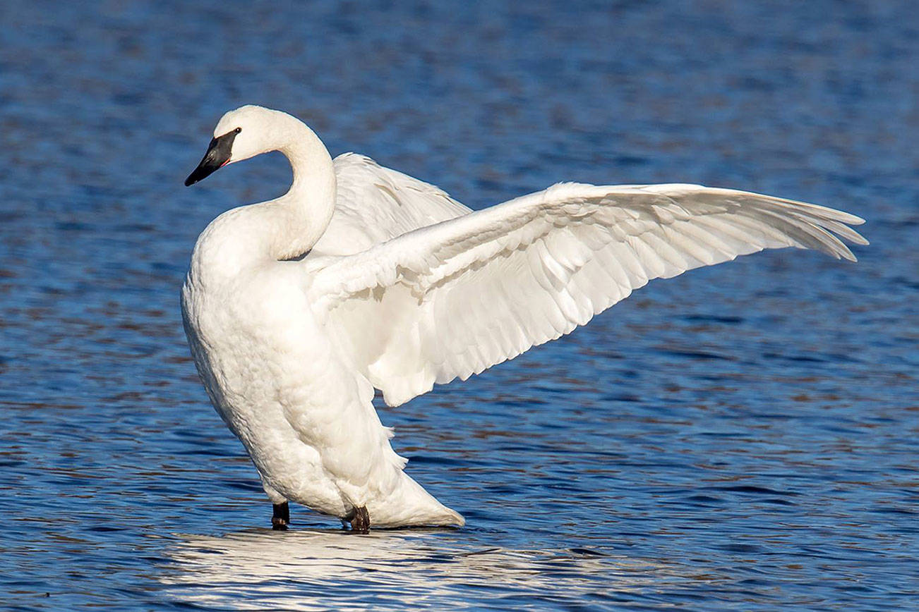 Eastside Audubon Society to host gardening class