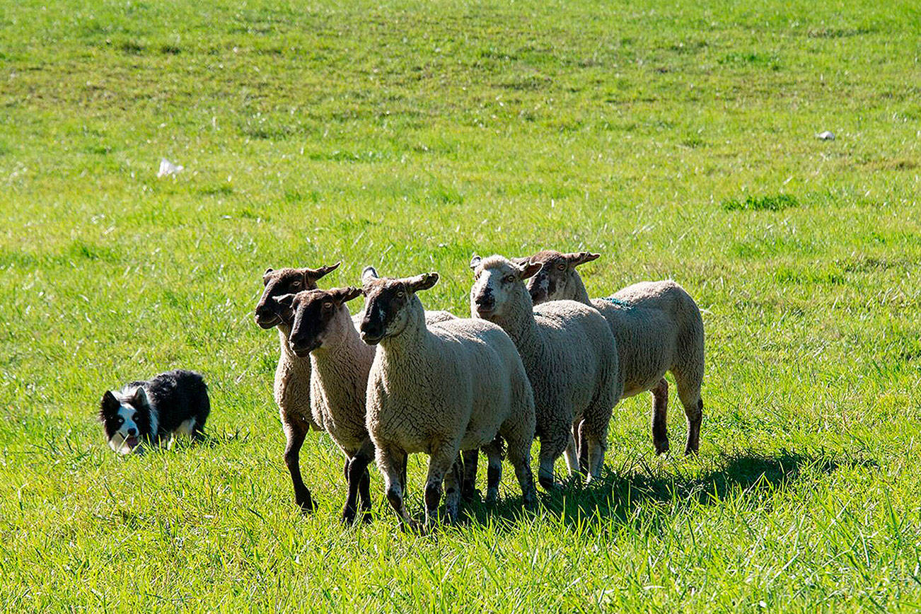 Sheepdog trials expected to draw thousands