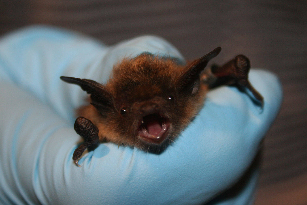 Rabid bat found near Woodinville