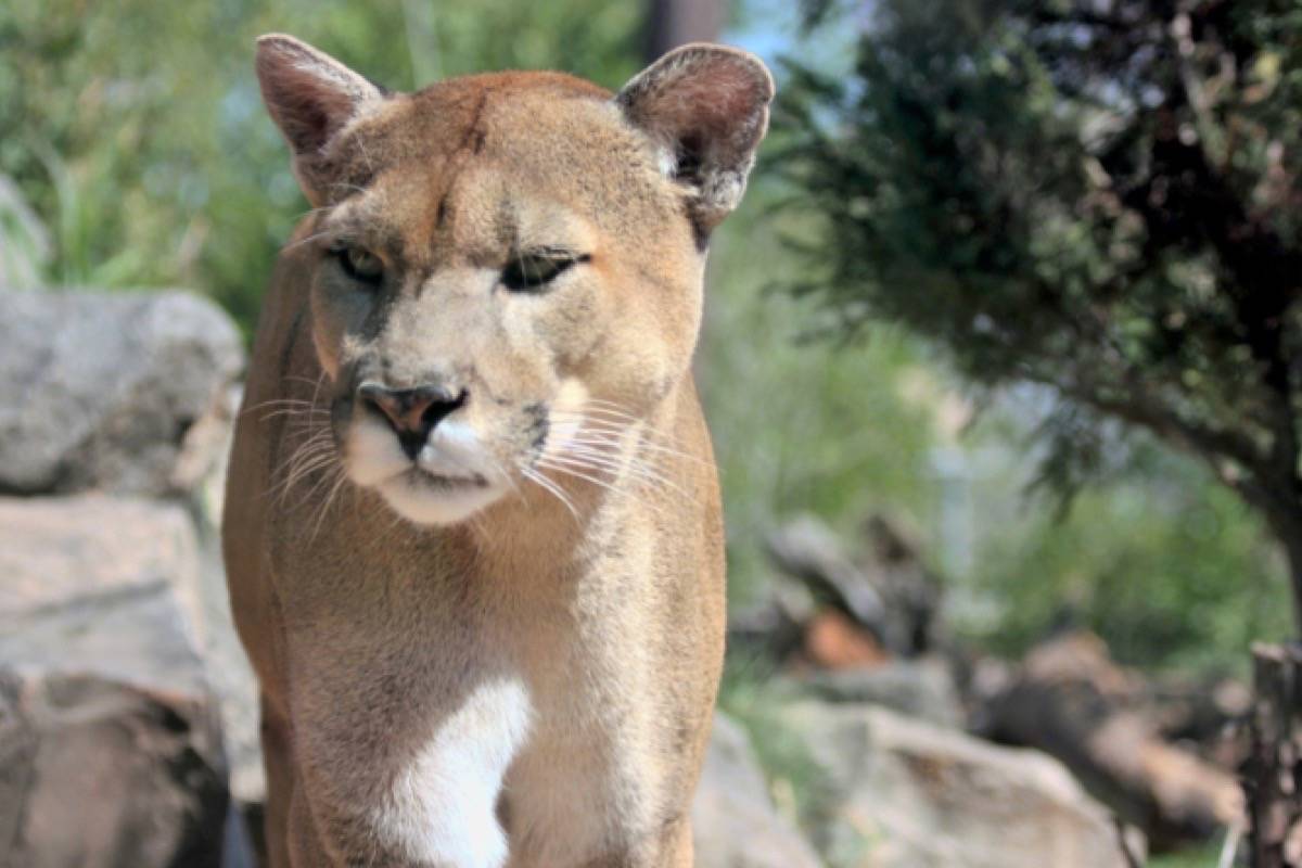 The reason for a cougar attack in May near North Bend which left one man dead and another injured remains a mystery after an autopsy revealed the animal had no sign of disease. Photo from publicdomainpictures.net