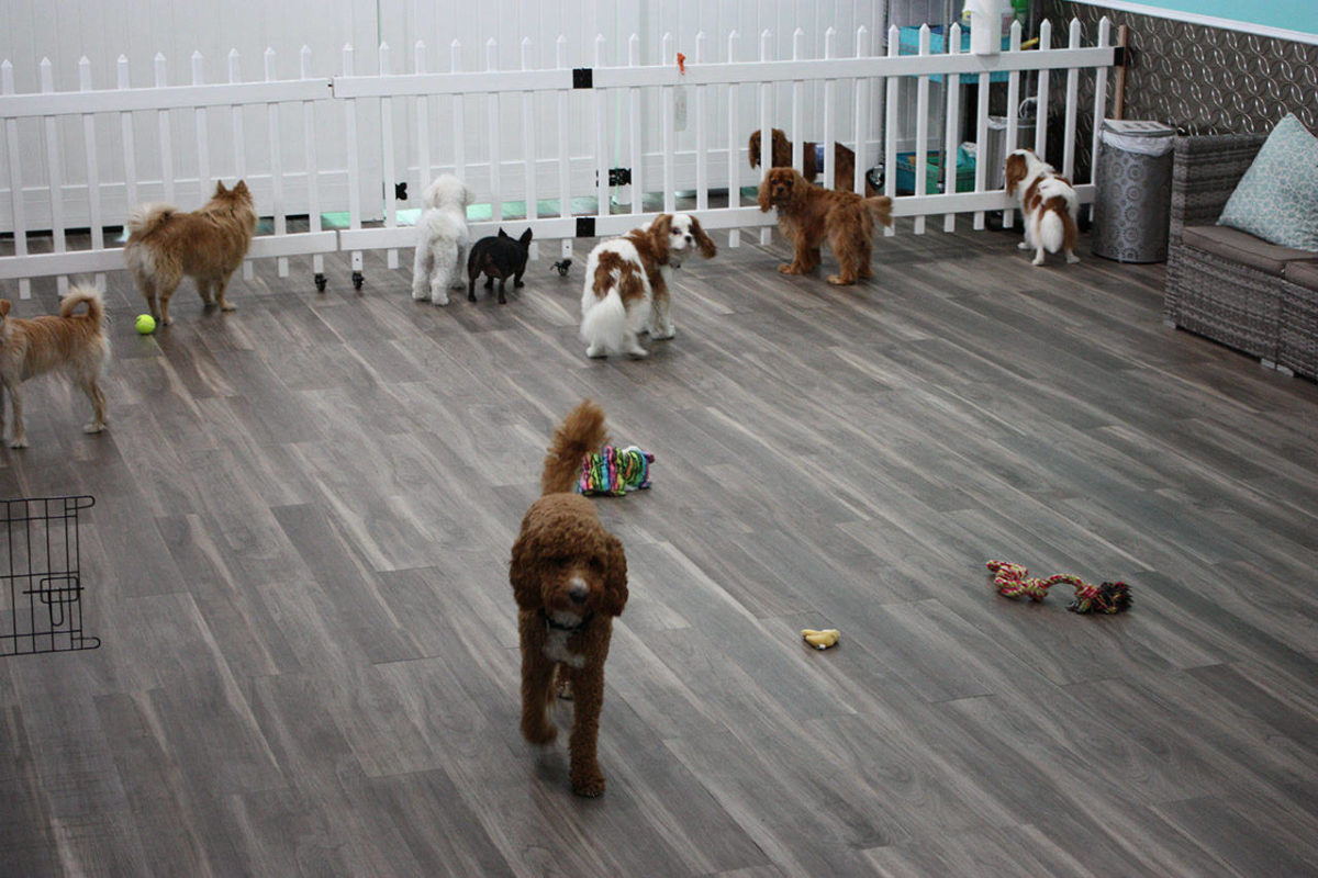 Pickles Playland barks into Kirkland Kirkland Reporter