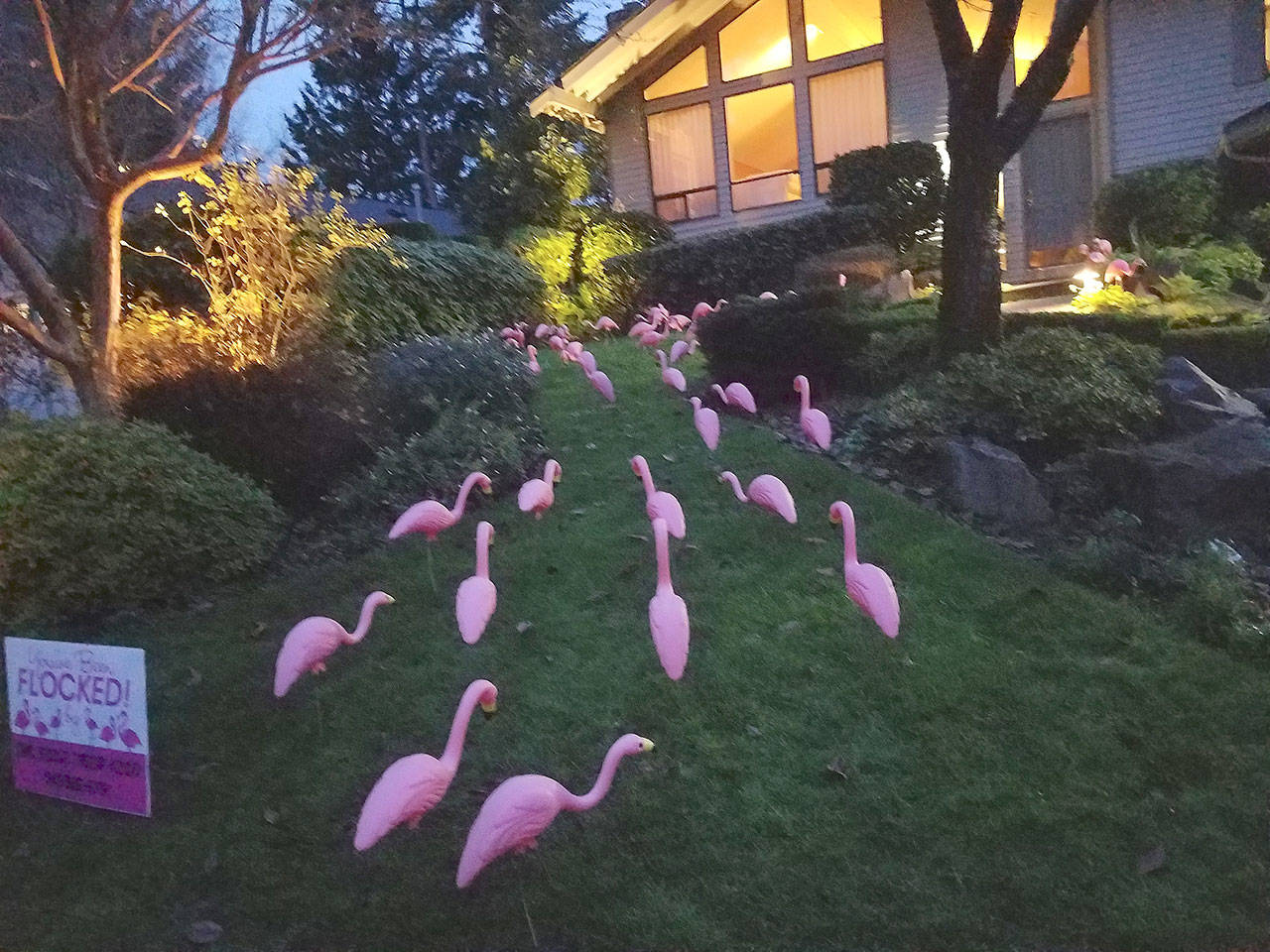 One of their many fundraising projects included flocking yards with decorative flamingos throughout Kirkland neighborhoods. Photo courtesy of Katrina Wood