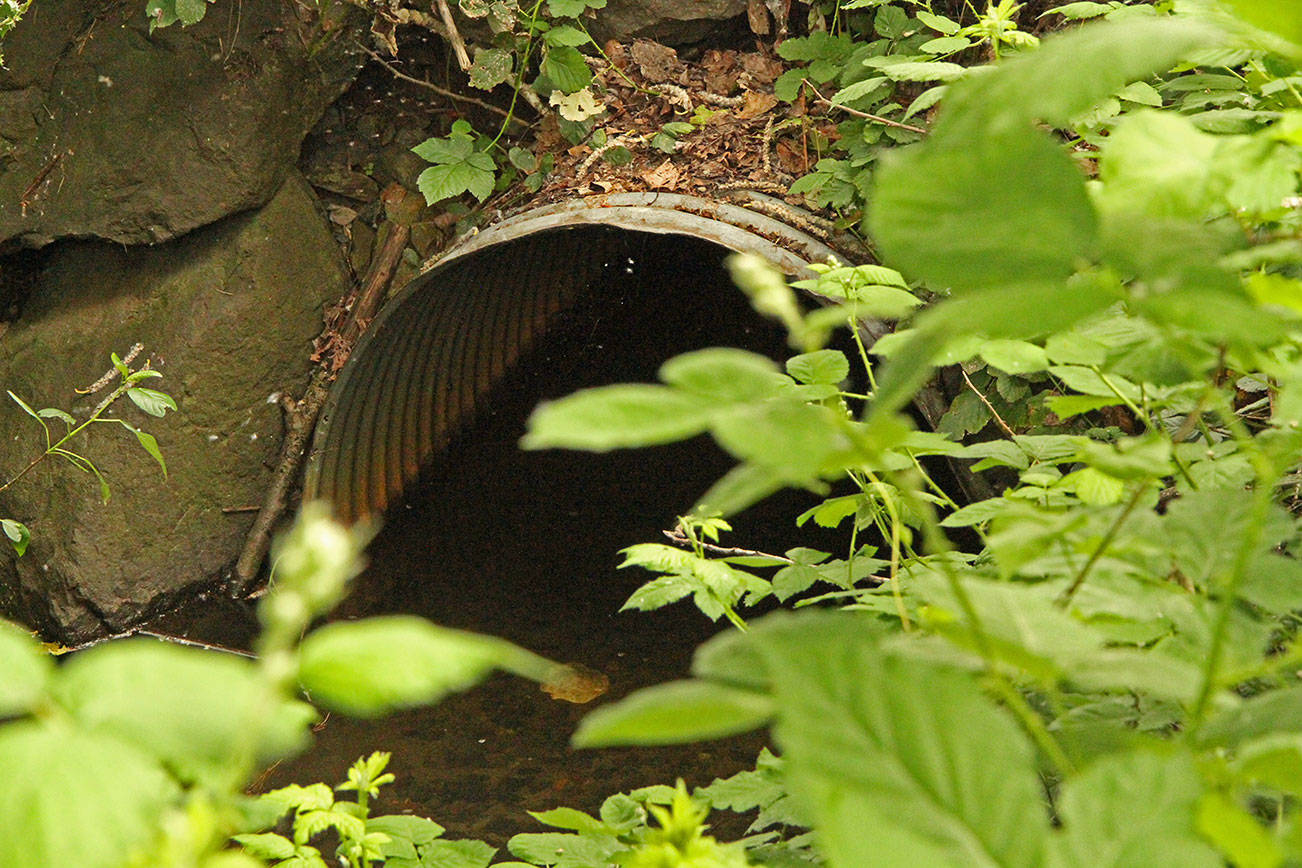 The current pipe at Juanita Creek is eroding and preventing the migration of fish. Photo courtesy of city of Kirkland