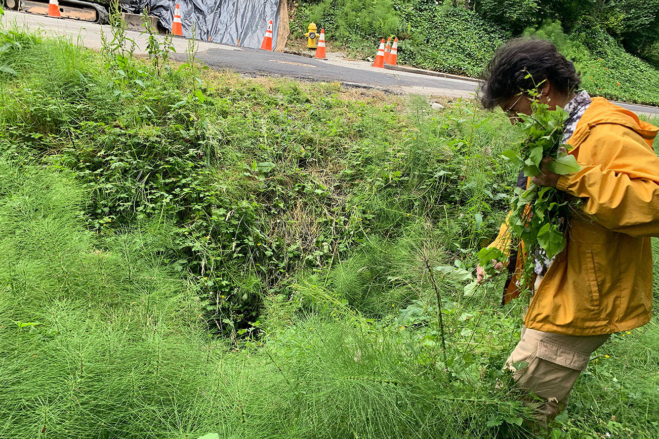 Volunteer Robert Moreno removes invasive species from the conservation site behind Lake Washington Christian Church. Madeline Coats/staff photo