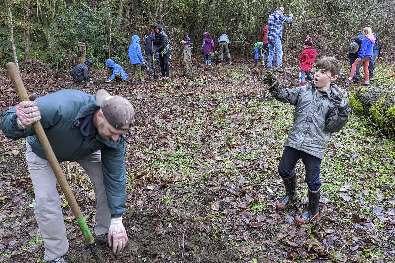 Father and son Chad and Will MacDonald dig up invasive roots with members of Cub Scout Pack 550 on Jan. 20 at Edith Moulton Park in Kirkland as volunteers for the day of service observance in memory of Dr. Martin Luther King Jr. Green Kirkland Partnership program coordinator Jeremy Jones said more than 100 people had registered to help with four service events at parks throughout Kirkland. Corey Morris/staff photo
