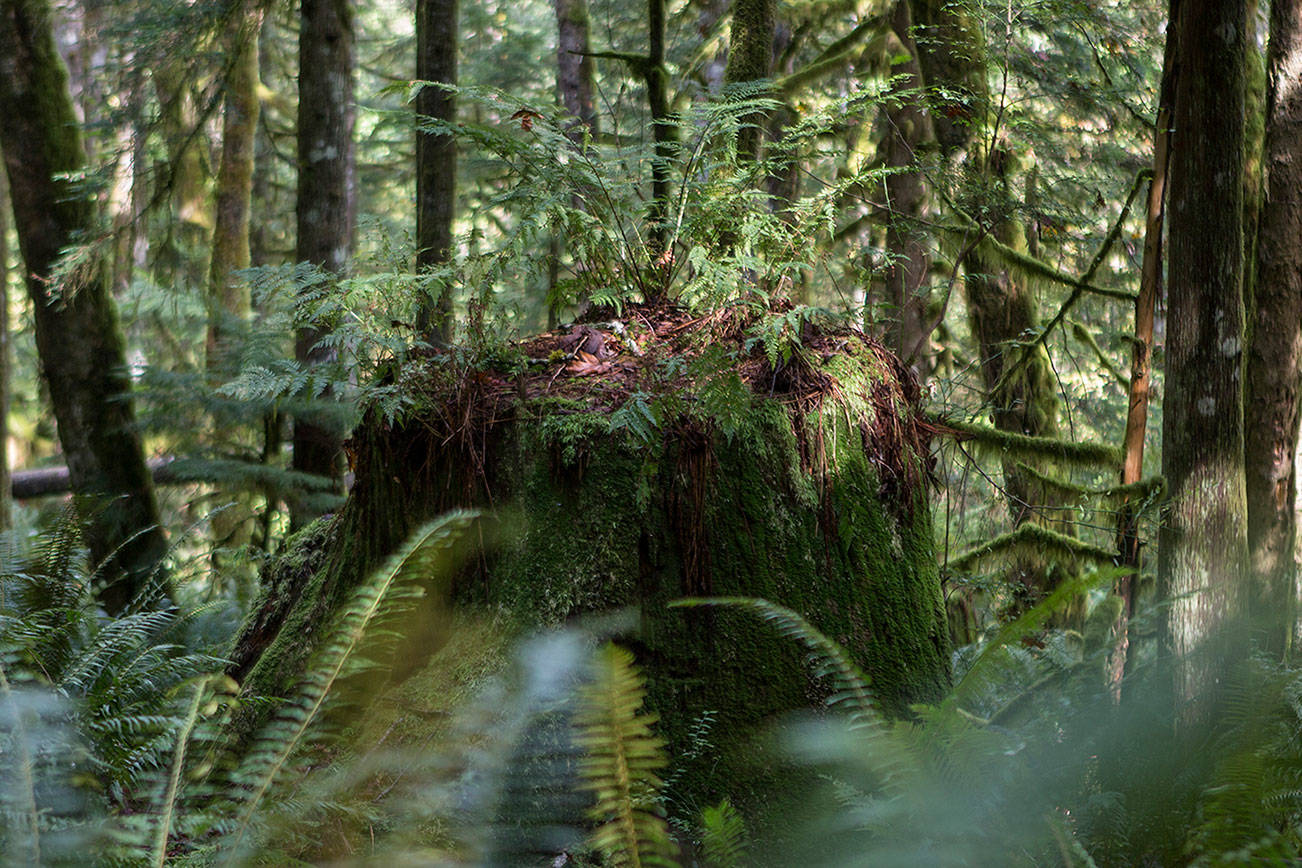 A stump left over from a previous timber cut on Wednesday, Sept. 25, 2019, in Gold Bar, Wash. (Olivia Vanni / The Herald)