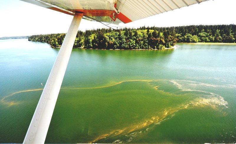 June 2018 algae bloom. Photo courtesy of Department of Ecology