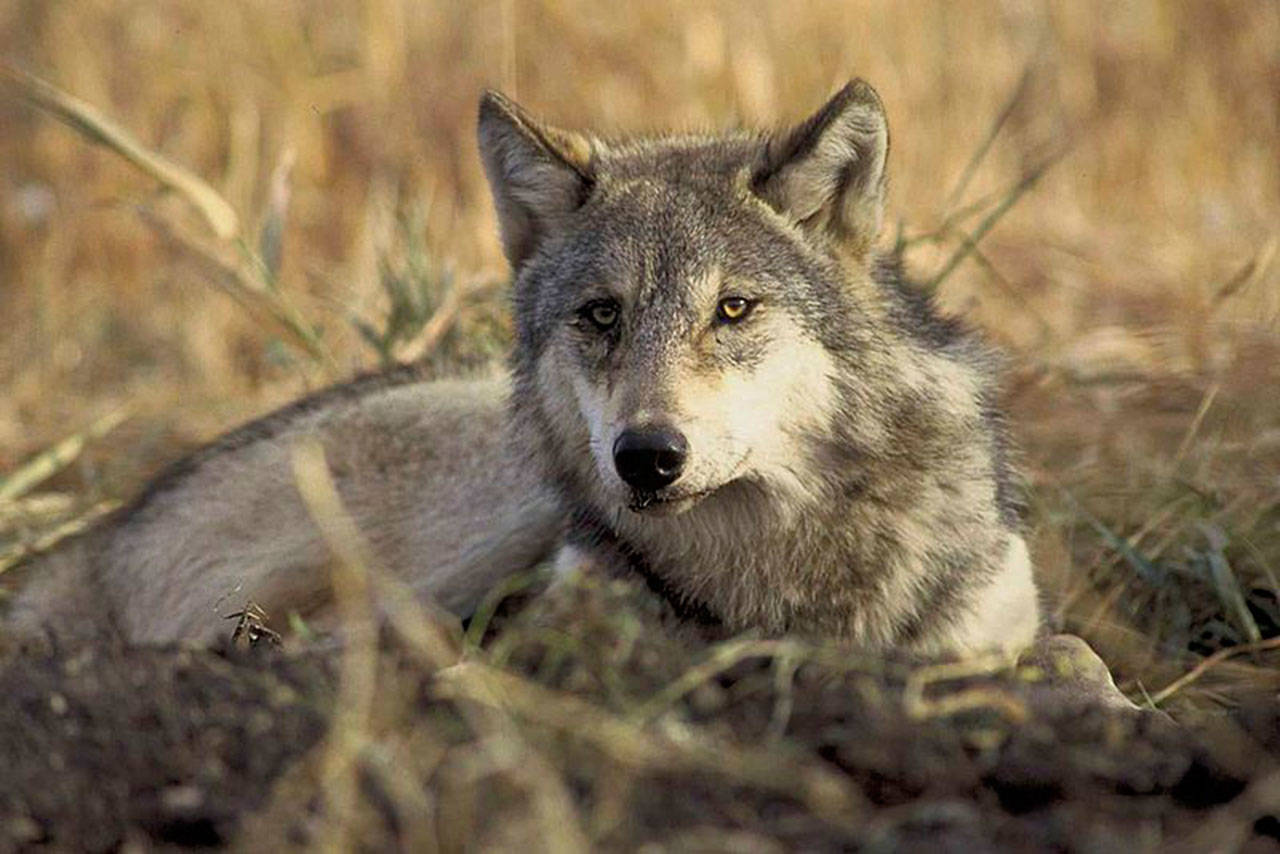 Gray wolves historically roamed across the state but were eradicated in Washington by 1930s. In recent decades wolves have been migrating back to the state from Canada, Idaho and Oregon. John and Karen Hollingsworth/U.S. Fish and Wildlife Service