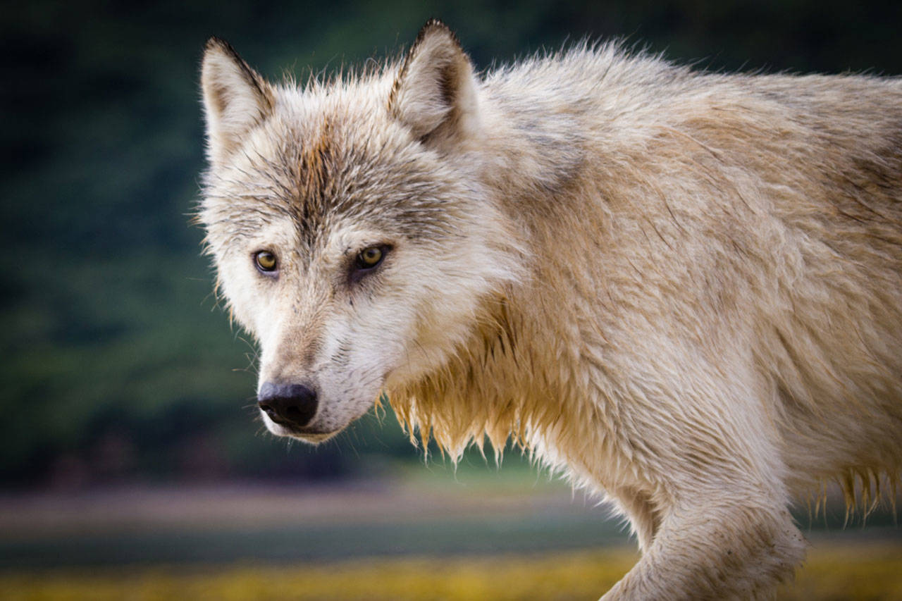 File photo 
A gray wolf.