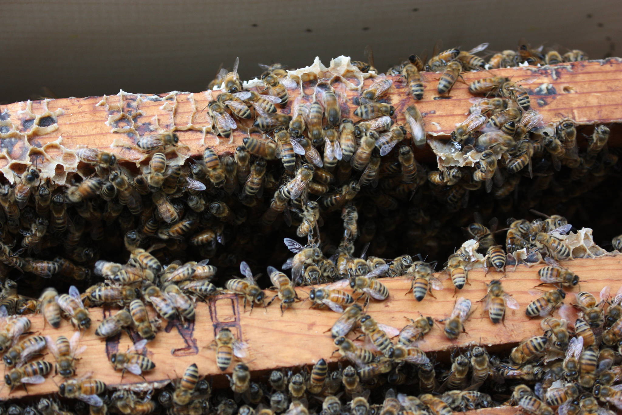 Close up of the inside of the artificial bee hive (photo credit: Cameron Sheppard)