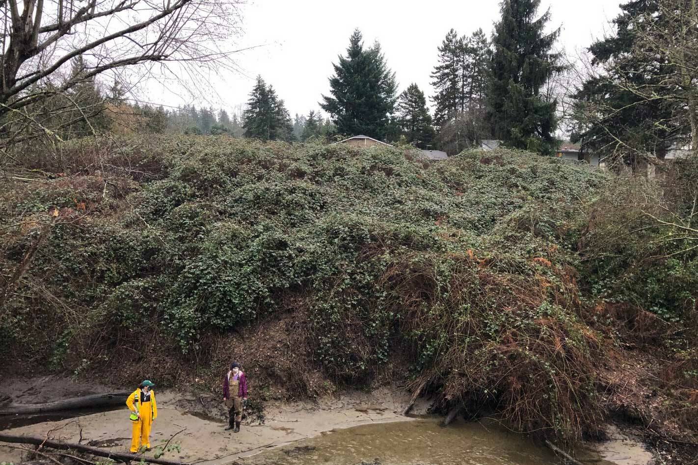 Invasive Himalayan blackberries cover the the creek’s riparian area (Courtesy of City of Kirkland)