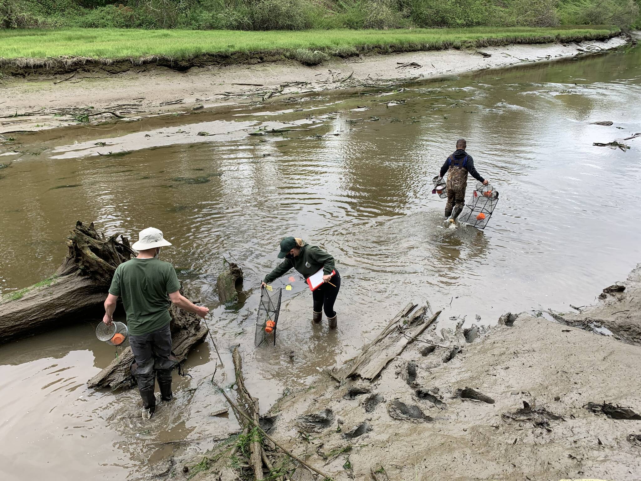 Trapping European Green Crabs. From left to right, WDFW staff Nate Goldschmidt and Lindsey Parker, and Veteran Corps intern Johnathan Hallenbeck. Photo courtesy of Chase Gunnell.