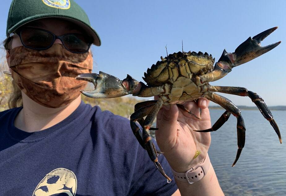 WDFW staffer holds large European Green Crab trapped in the Salish Sea. Photo courtesy of Chase Gunnell.