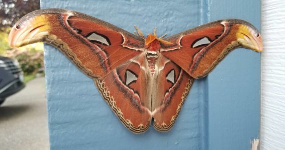 The atlas moth spotted on a garage in the City of Bellevue. Courtesy of WSDA.