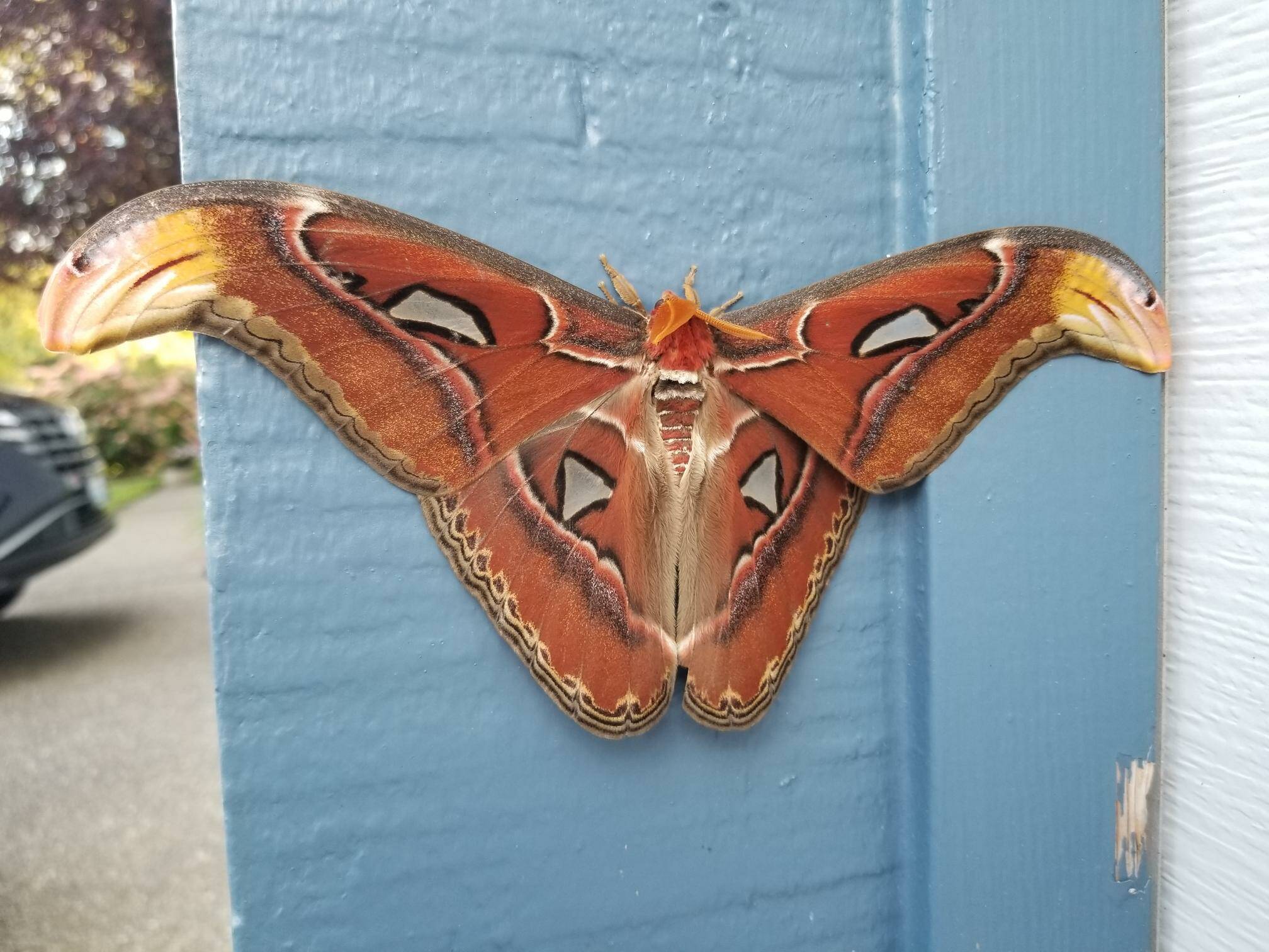 The atlas moth spotted on a garage in the City of Bellevue. Courtesy of WSDA.