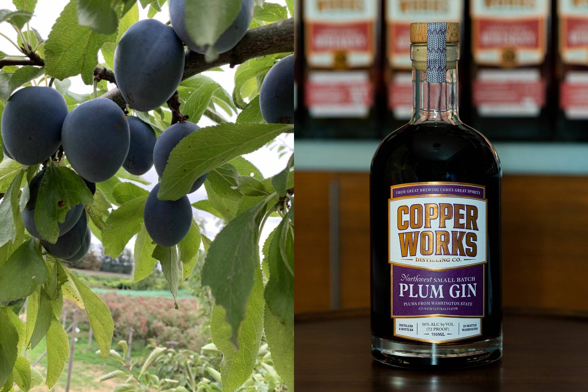 (Left) Close up of plums from Lazy River Farm in Kent, (right) Copperworks Distilling Co.’s Plum Gin (Courtesy of Copperworks Distilling Co.)
