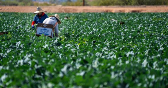 Photo courtesy of Mark Stebnicki via Pexels
Farm workers.