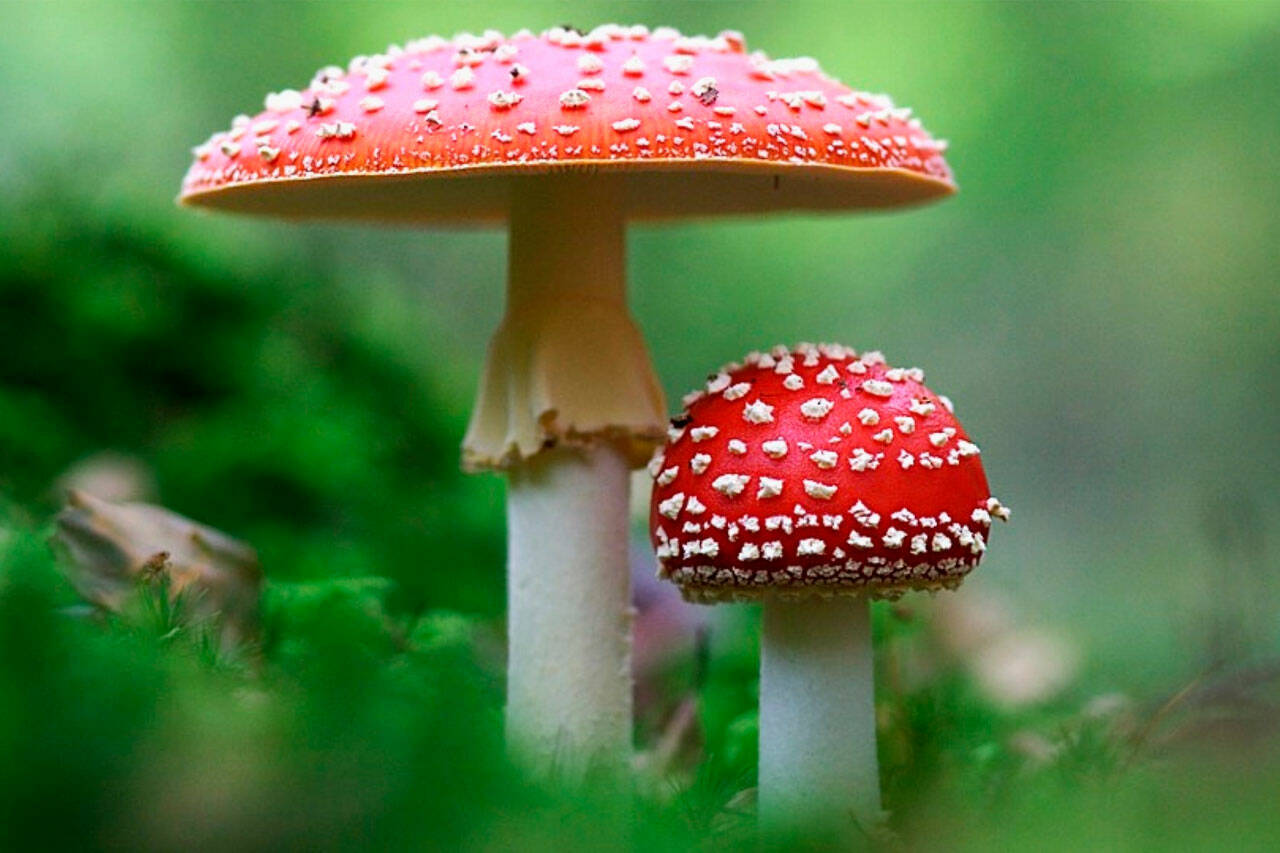 Top 5 Best Amanita Muscaria Mushroom Gummies Reviewed | Kirkland Reporter