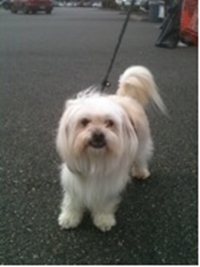 Dogs like Chops will be available for adoption at an event being held at Denny's Pet World in Kirkland at the end of the month.