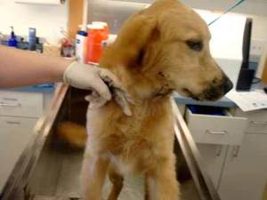 Luke with charcoal paste on his muzzle.