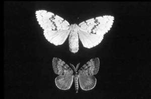 Trappers have laid down the dragnet in every county of the state for the gypsy moth – a serious threat to the forest industry and agriculture. The Washington State Department of Agriculture’s annual trapping program will seek the invasive insect. The Kirkland trapping location is near the intersection of Slater Ave. N.E. and N.E. 123rd St.