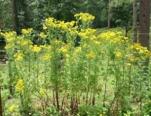 Tansy ragwort is an invasive