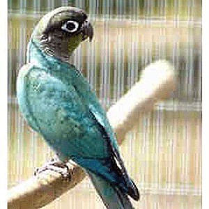 This turquoise Cheek Conure parrot was stolen from Denny's Pet World in Kirkland on Aug. 14.