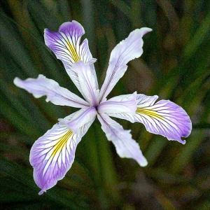 An Iris tenax