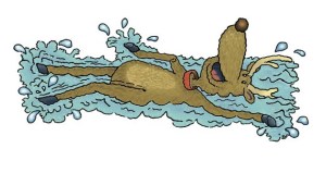 Prancer goes for a swim in Rawal Lake in Pakistan. He doesn't get the opportunity to swim at the North Pole