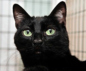 Meow Cat of the Week: Jewel