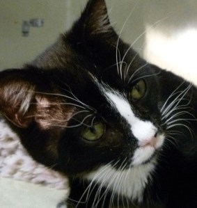 Widget is playful six-month-old tuxedo cat ready for adoption at the Regional Animal Services for King County Adoption Center at Petco in Crossroads Bellevue.