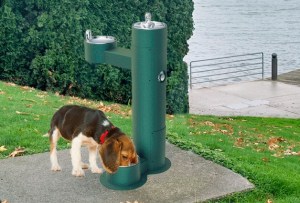 The Kirkland Parks Foundation has successfully raised $3