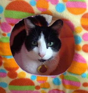 MEOW Cat Rescue was recently awarded a $10