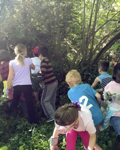 Students from the Community School in Kirkland work on restorationa t Everest Park in Kirkland. - Contributed photo/LWSD