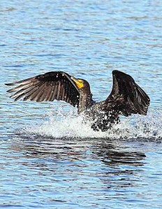 A Double-crested Cormorant is one of the birds that may be spotted at close range at Juanita Bay Park during the Family Birding Walk.