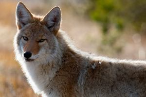 The Washington Department of Fish and Wildlife is giving Puget Sound residents tips for avoiding encounters with Coyotes. Contributed photo